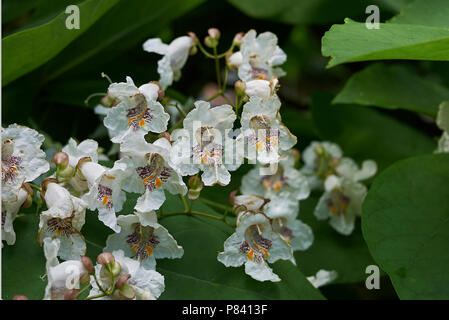 Catalpa bignonioides Stockfoto