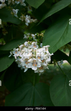 Catalpa bignonioides Stockfoto