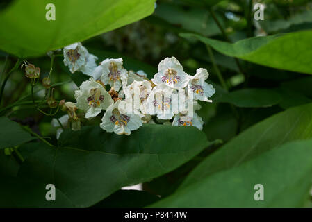 Catalpa bignonioides Stockfoto