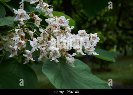 Catalpa bignonioides Stockfoto