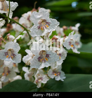 Catalpa bignonioides Stockfoto