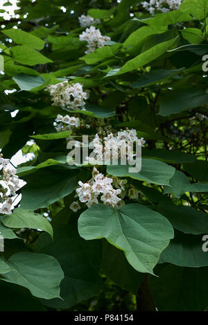 Catalpa bignonioides Stockfoto