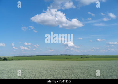 Podolien anbrachte Region der Ukraine, Frühling Landschaft. Grünes Weizenfeld und blauer Himmel Stockfoto