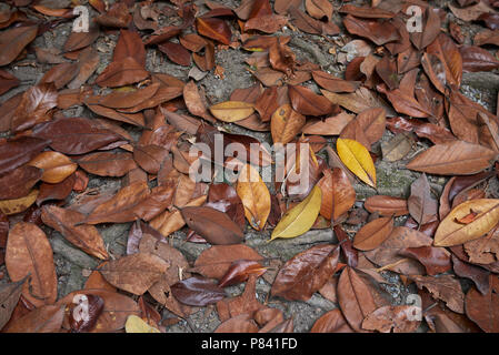 Blätter der Magnolia grandiflora Baum gefallen Stockfoto