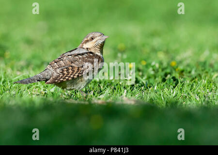 Nach eurasischen Wendehals (Jynx torquilla) Nahrungssuche auf einem grassfield in Sde Boker, Israel. Stockfoto