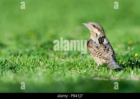 Nach eurasischen Wendehals (Jynx torquilla) Nahrungssuche auf einem grassfield in Sde Boker, Israel. Stockfoto