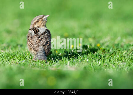 Nach eurasischen Wendehals (Jynx torquilla) Nahrungssuche auf einem grassfield in Sde Boker, Israel. Stockfoto