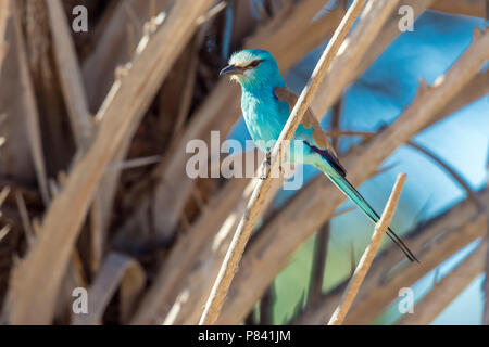 Nach Abessinier Walze thront auf einer Palme, Nouadhibou, Mauretanien. April 03, 2018. Stockfoto