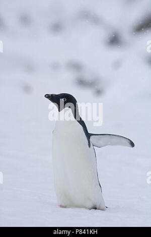 Adelie Pinguine im Schnee; Adelie Pinguin in de sneeuw Stockfoto