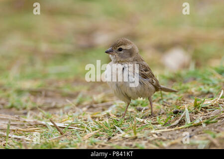 Weibliche Dead Sea Sparrow, Passer moabiticus Stockfoto