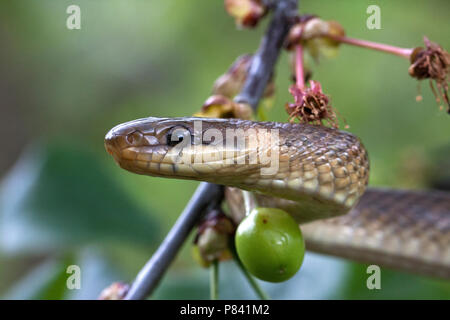 Esculaapslang in een Boom; Aesculapian Snake in einem Baum Stockfoto