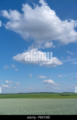 Podolien anbrachte Region der Ukraine, Frühling Landschaft. Grünes Weizenfeld und blauer Himmel Stockfoto