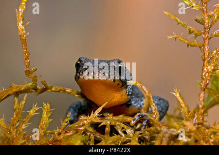 In volwassen Alpenwatersalamander landfase; Erwachsene Bergmolch in landphase Stockfoto