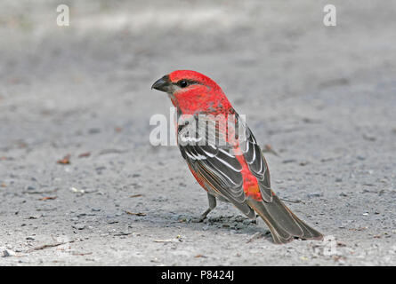 Mannetje Haakbek ssp (Alaska), männliche Pine Grosbeak ssp (Alaska) Stockfoto