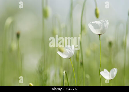 Bloeiende Anemonen, blühende Schneeglöckchen Anemonen Stockfoto