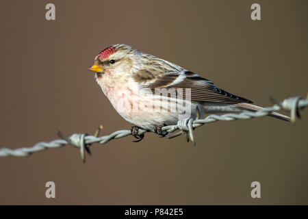 Coues 'Arctic Redpoll thront auf einem Draht in Arnheim, Niederlande. Februar 10, 2018. Stockfoto