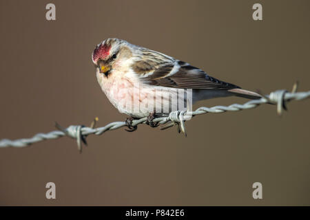 Coues 'Arctic Redpoll thront auf einem Draht in Arnheim, Niederlande. Februar 10, 2018. Stockfoto