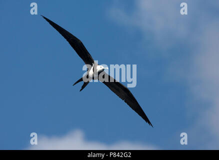 Unreife Adlerfregattvogel fliegen; Onvolwassen Ascensionfregatvogel vliegend Stockfoto