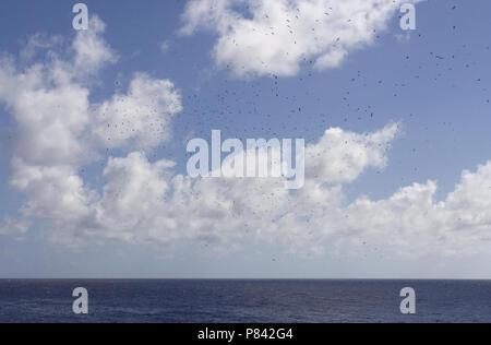 Adlerfregattvogel Gruppe fliegen hoch in der Luft; Ascensionfregatvogel Groep vliegend Hoog in de luht Stockfoto