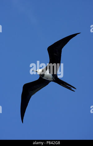 Unreife Adlerfregattvogel fliegen; Onvolwassen Ascensionfregatvogel vliegend Stockfoto