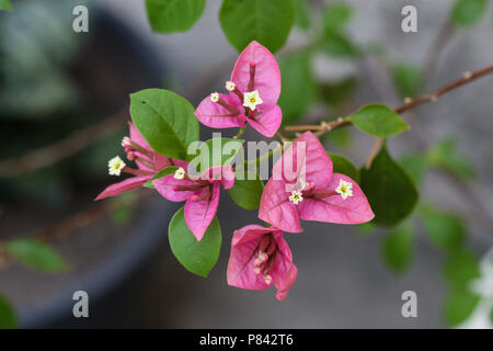 Brasilianische Zierpflanzen Bougainvillea mit rosa und weißen Blüten mit gelbem Zentrum. Hintergrund verschwommen in grüner Farbe. Stockfoto