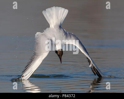 Gabbiano comune; Gemeinsame Lachmöwe; Croicocephalus ridibundus Stockfoto