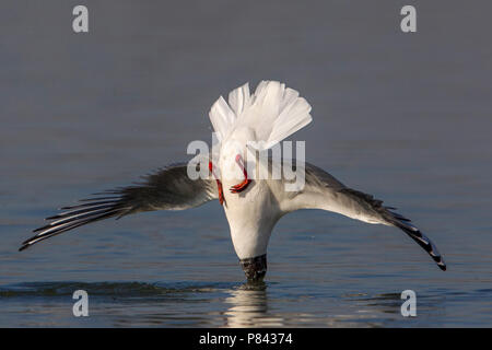 Gabbiano comune; Gemeinsame Lachmöwe; Croicocephalus ridibundus Stockfoto