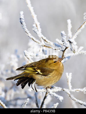 Vrouwtje Vink in de Winter; weibliche Gemeinsame Buchfink im Winter Stockfoto