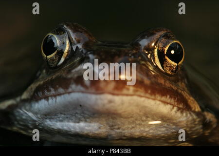 Bruine Kikker; Grasfrosch Stockfoto