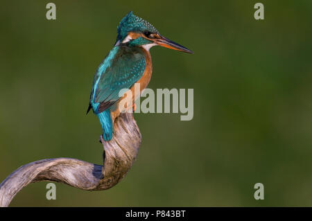 Eisvogel (Alcedo Atthis) Stockfoto