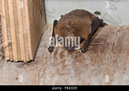 In vleermuiskast Gewone dwergvleermuis, Common pipistrelle in batbox Stockfoto