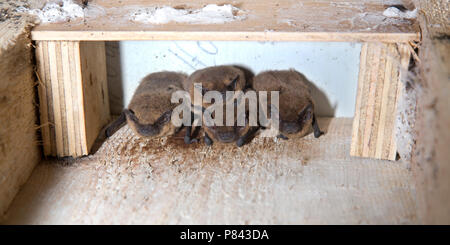 In vleermuiskast Gewone dwergvleermuis, Common pipistrelle in batbox Stockfoto