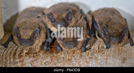 In vleermuiskast Gewone dwergvleermuis, Common pipistrelle in batbox Stockfoto