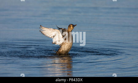 Bading weiblichen Gemeinsame Pochard; Badende vrouw Tafeleend Stockfoto