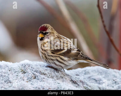 Weibliche Common Redpoll sitzen auf einem Felsen in der Üzur Island, Finnland. Februar 2013. Stockfoto