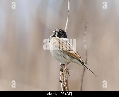 Zingende Rietgors zittend op Stengel. Singen Rohrammer sitzen auf Zweig Stockfoto
