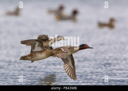 Alzavola; Eurasischen Teal; Anas crecca Stockfoto