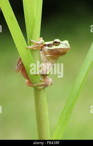 Europese Boomkikker; Häufig Laubfrosch Stockfoto
