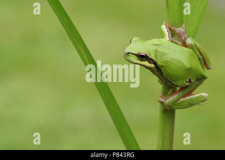Europese Boomkikker; Häufig Laubfrosch Stockfoto