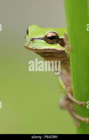 Europese Boomkikker; Häufig Laubfrosch Stockfoto