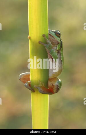 Europese Boomkikker; Häufig Laubfrosch Stockfoto
