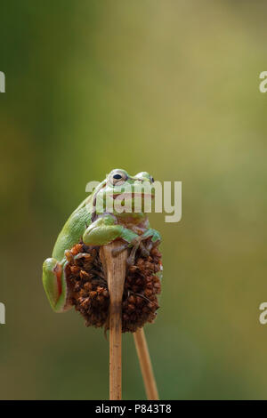 Rustende Boomkikker ; Ruhe gemeinsame Laubfrosch; Stockfoto