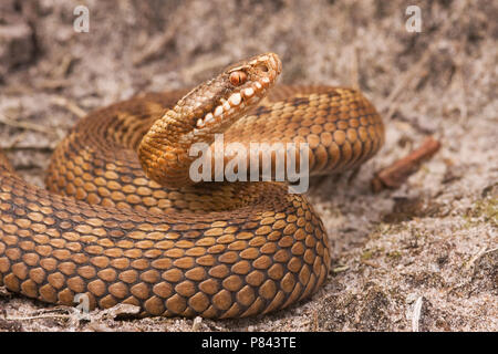 Otter auf verdedigingshouding ; gemeinsame Viper in der Verteidigung Stellung Stockfoto