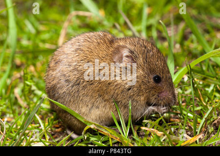 Foeragerende Veldmuis; Nahrungssuche Common Vole Stockfoto