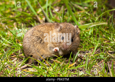 Foeragerende Veldmuis; Nahrungssuche Common Vole Stockfoto