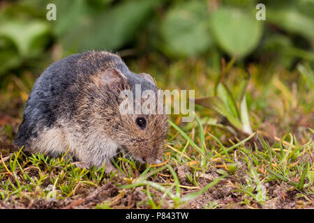 Etend Veldmuis, gemeinsame Vole Essen Stockfoto