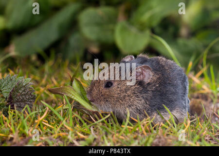 Etend Veldmuis, gemeinsame Vole Essen Stockfoto