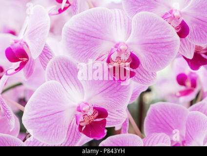 Blühende des frischen Phalaenopsis Orchidee im Botanischen Garten. Stockfoto