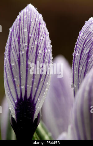 Close-up van Bonte Krokus bedekt met regendruppels, in der Nähe der Feder Crocus mit Regentropfen fallen Stockfoto