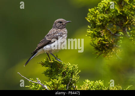 Juvenile Zypern Steinschmätzer auf einem Zweig in Troodos, Zypern. Juni 2015. Stockfoto